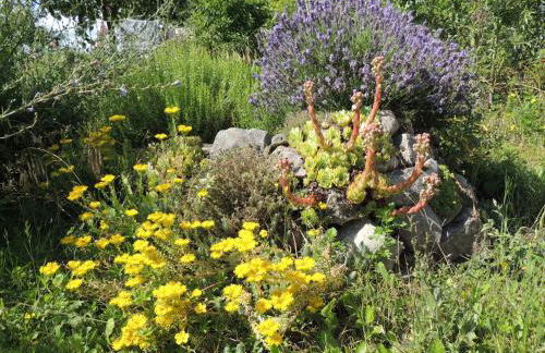 Kranichruf - Photo 12