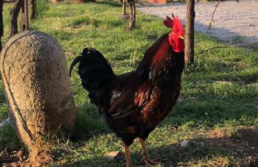 La Bosca agriturismo - Foto 31