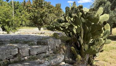 Trulli Donna Gina - Foto 4