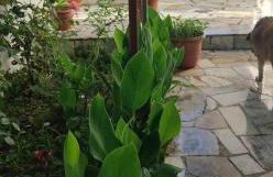 Lambrinis house - Foto 6