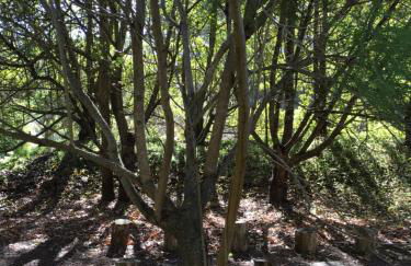 Dúplex de invitados en medio del bosque - Foto 25