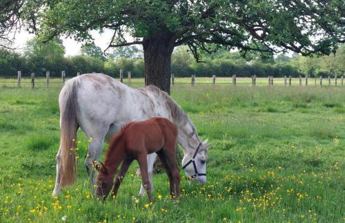 Maison restaurée dans élevage de chevaux, WIFI, Animaux admis - FR-1-497-239 - Foto 20