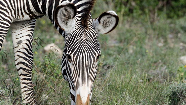Una cebra en el Parque Nacional de Marsabit