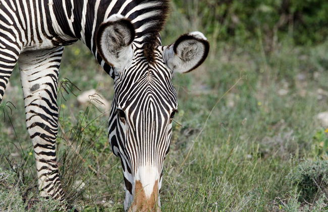 Tour privado de 9 días por el norte de Kenia - Foto 2