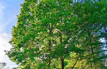 La Gemma Netro - Foto 33