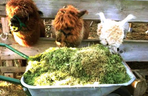 Schäferwagen Own Sleeping bag Gemeinschaftsbad Free WiFi - Foto 7