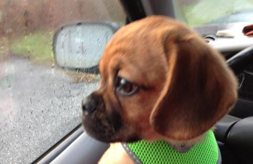 Pet Friendly Cottage walk to beach! - Foto 8