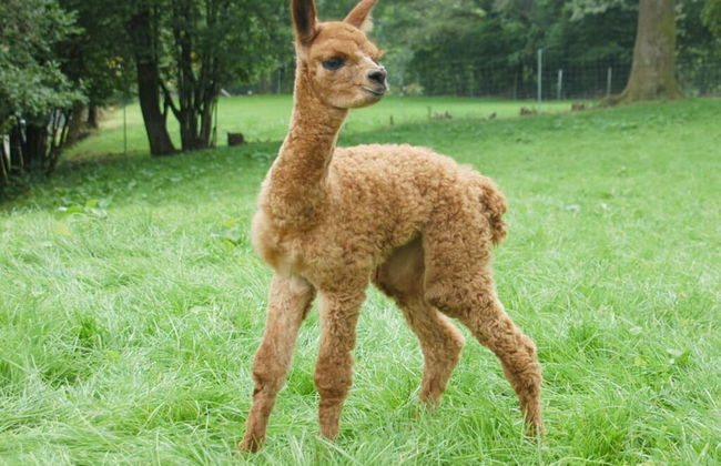 Holiday Apartment Alpakahof Blomberg - Foto 13