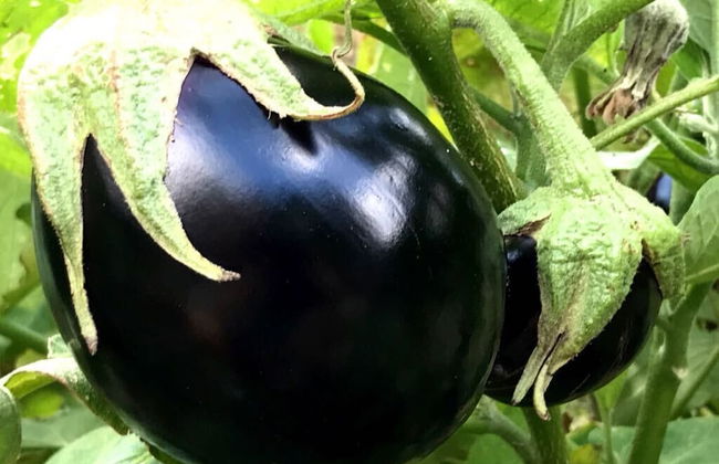 Camping Agrituristico Carso - Foto 15