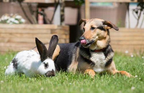 Ferienhof Heins - Foto 39