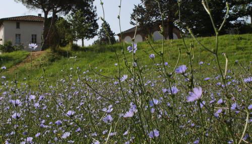 Opera d'Oro - Foto 3