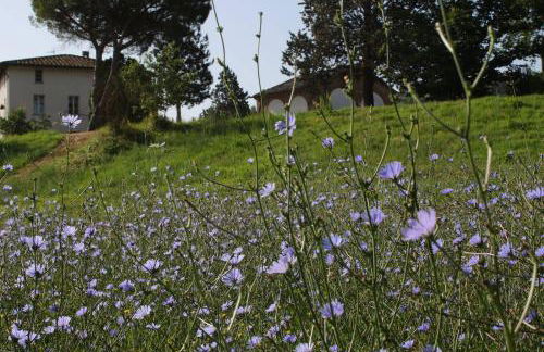 Opera d'Oro - Foto 3