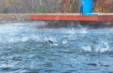 Eagle Lake Cottage - Foto 53