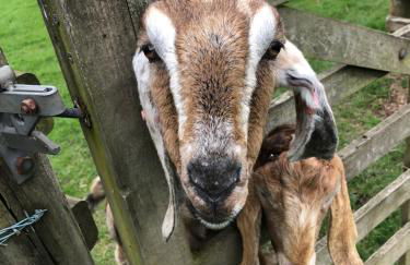 The Peacock Shepherds Hut at Hafoty Boeth - Photo 56