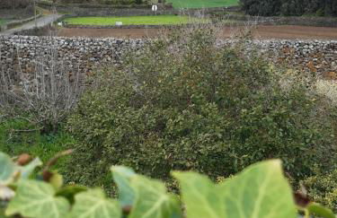O Pomar do Gasparinho - Foto 6