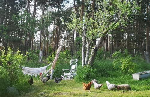 Gästesuite am Waldrand, Ausstieg auf Zeit - Foto 16