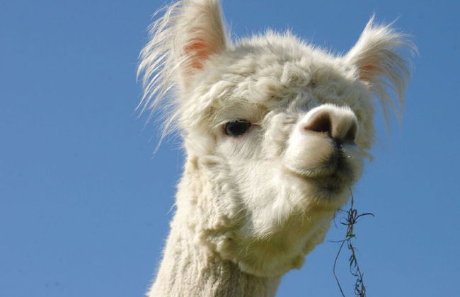 Holiday Apartment Alpakahof Blomberg - Foto 15