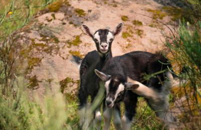 Casa do Marujo e Casa do Mirone - Foto 64