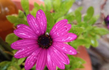 ΜΕΣΤΑ - ΠΛΑΤΕΙΑ - Foto 29