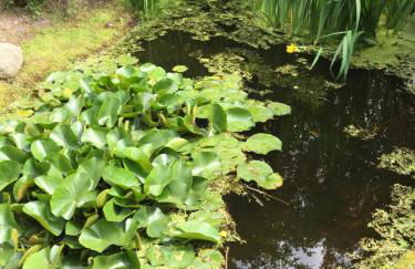 Landhaus Darss - Foto 45