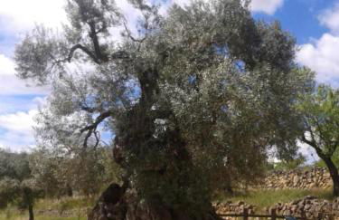 L'era del vent - Foto 20