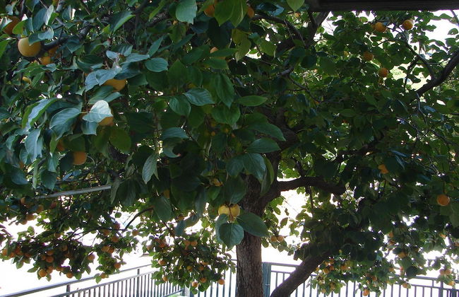 Nik - 50 M From the sea - A1 - Foto 19