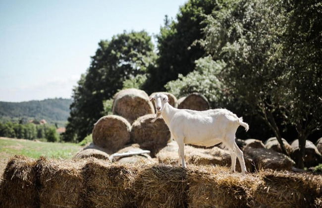 Holiday Home in Forest With Private Pool - Foto 32