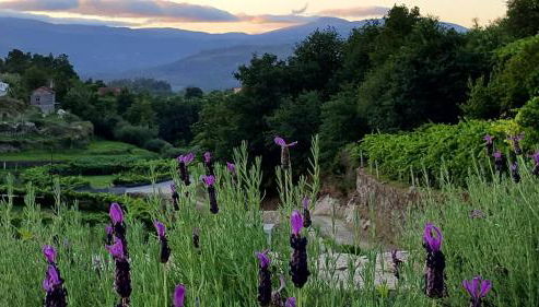 Melgaço Alvarinho Houses - Photo 5, Garden