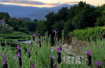 Melgaço Alvarinho Houses - Foto 5