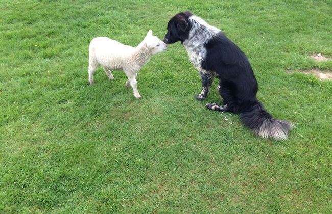 Acorn Court Country House - Foto 27