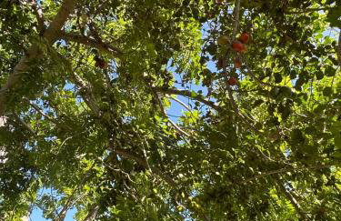 Casa temporada em Arembepe - Foto 32