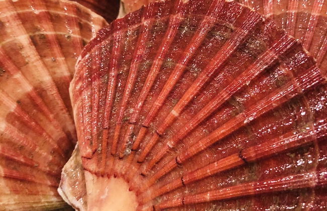 Kirkapol Beach Sleeps 4 With Dog Access - Foto 14