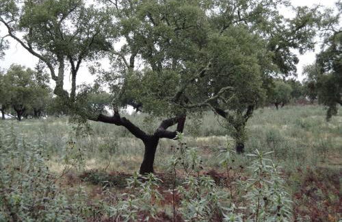 Casa Rural Sierra San Mamede - Foto 62