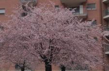 Elemi House - Foto 30