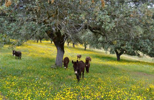 Casa Rural Alcornocalejo - Foto 25