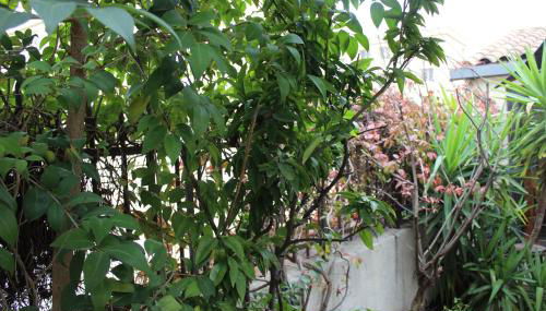 Appartement avec beaucoup de cachet central et calme - Foto 3