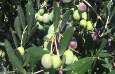 Villa Annetta - Foto 62