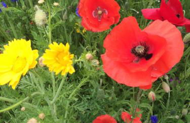 The Jewel of the Moray Firth - Foto 17