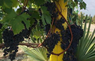 Agriturismo La Ruota - Foto 12