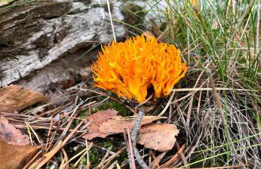 Galena i Gnejs - Foto 42