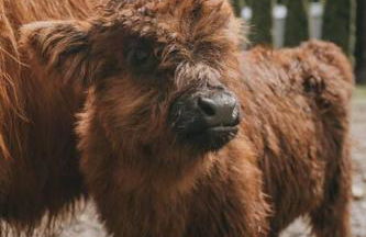 The Lodge at Highland Farms - Foto 27