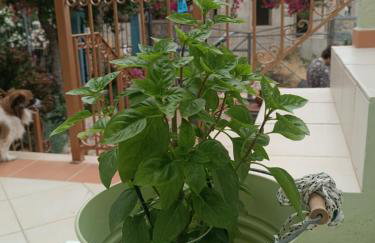 Seaside Apartment 2 - Photo 8