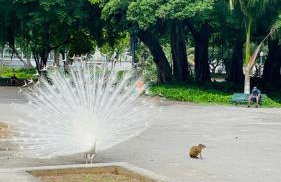 Próximo ao Sambódromo, Carnaval, Apart Inteiro, Cama Queen, Ar Cond - Foto 16