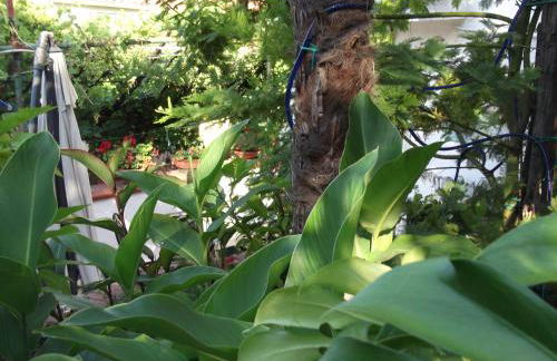 Le Mimose - Photo 30