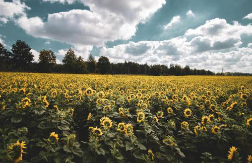 Leśna 21 Dom Północ przy PUSZCZA BIAŁOWIESKA - Foto 31