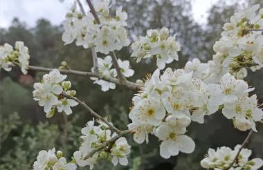 MASIA CAN SUNYER AGROTURISMO - Foto 64