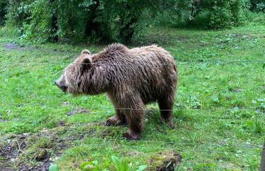 Tiny House Carlos - zauberhaftes Camping-Pod - Foto 20