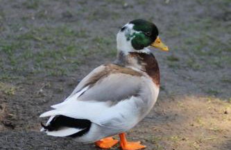 Pension Entenhausen - Foto 48