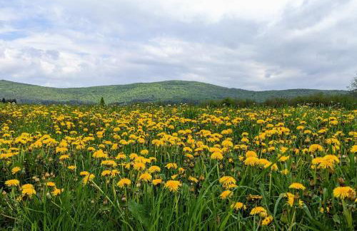 Three Little Birds Artists Residence - Foto 47