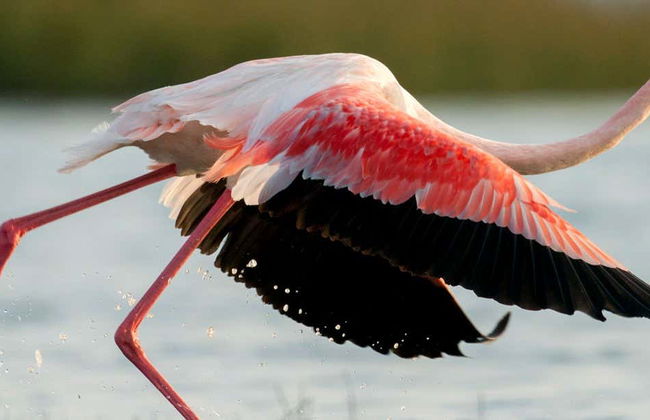 Avistamento de aves no Estuário do Sado - Foto 1